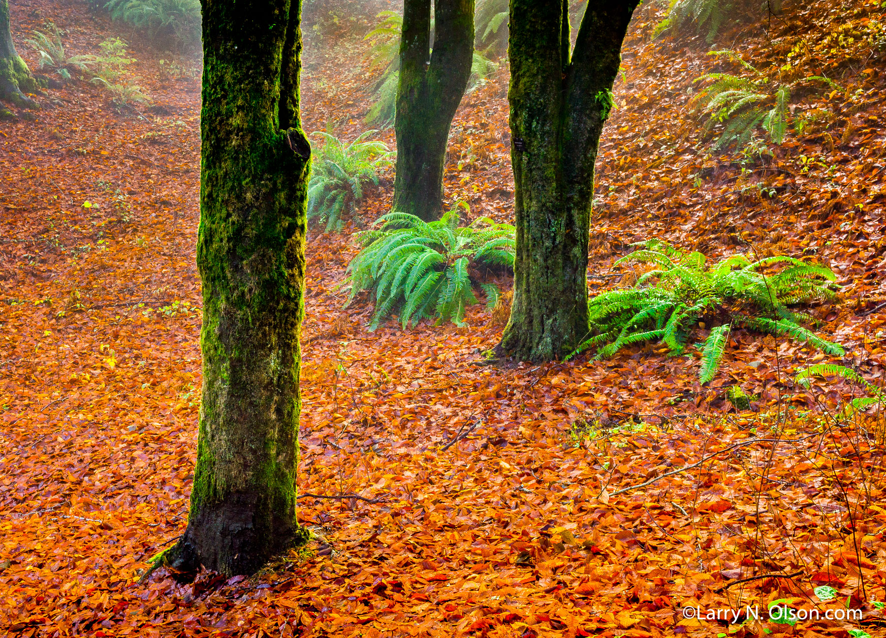 Beech Trees, Hoyt Arboretum, Portland, Oregon | 