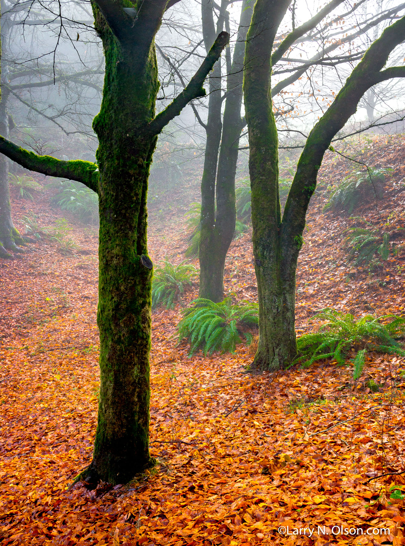 Beech Trees, Hoyt Arboretum, Portland, Oregon | 