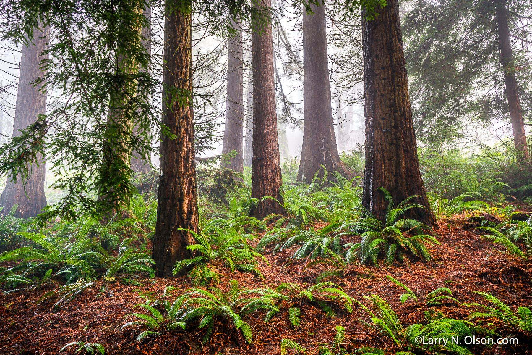 Hoyt Arboretum, Portland, Oregon | Redwoods and Sword Fern bathed in morning fog at Hoyt Arboretum in Portland Oregon.