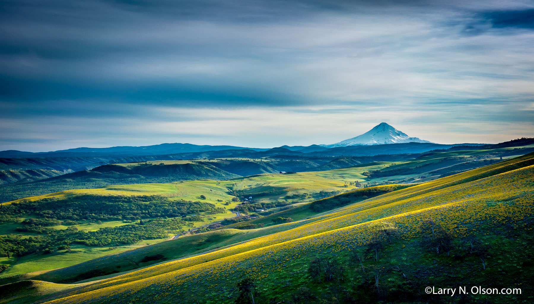 Mount Hood, Seven Mile Hill, The Dalles, OR | Spring super bloom below Mount Hood, spring 2016.