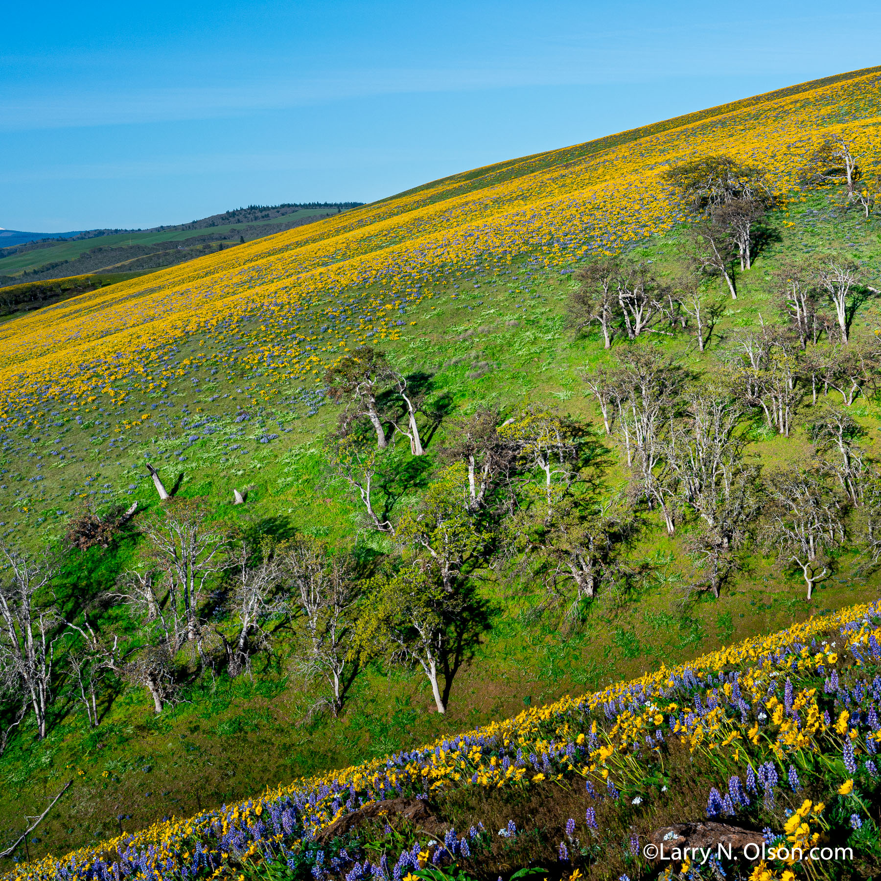 Seven Mile Hill, Columbia River Gorge, OR | Super bloom, spring, 2016