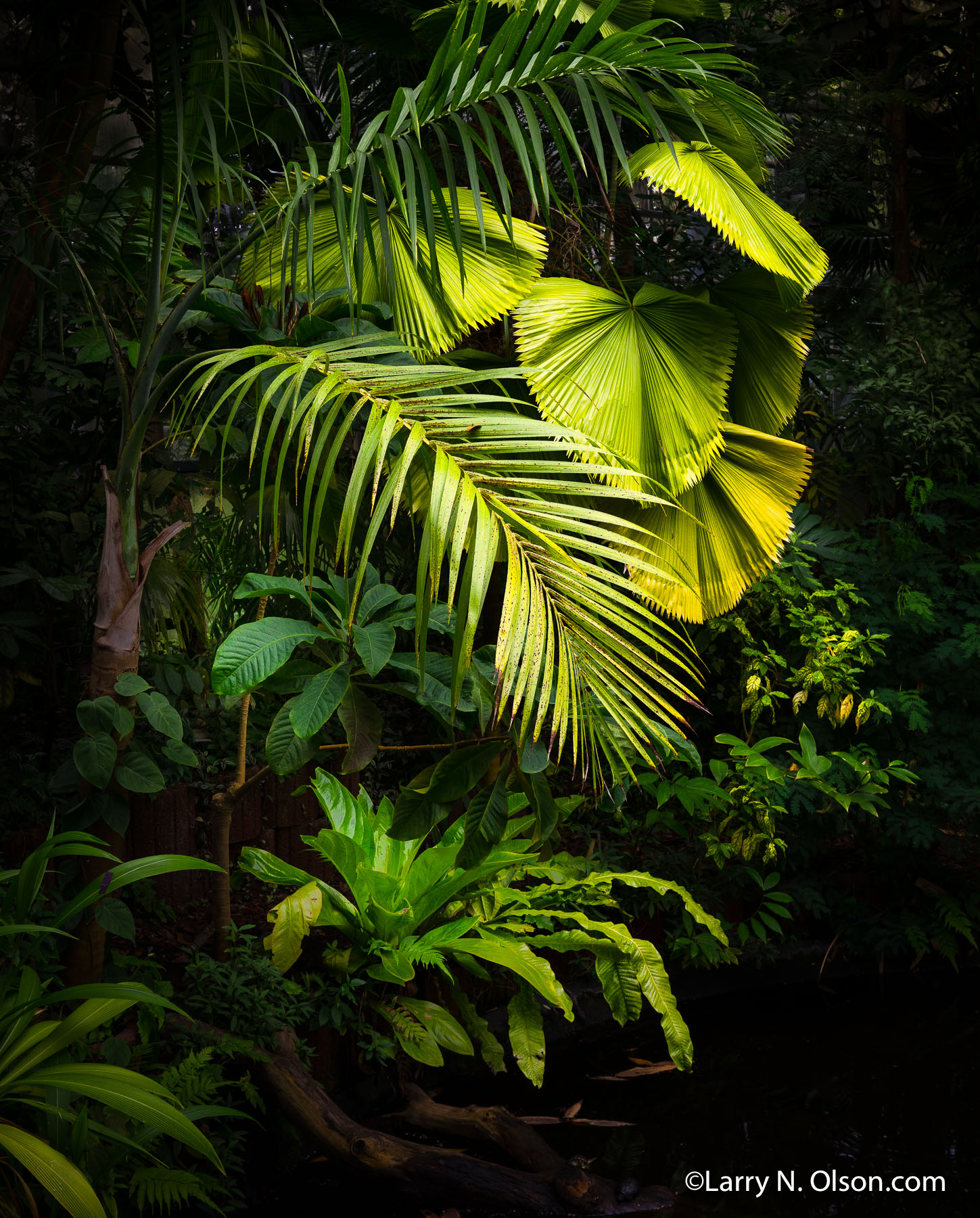 Amsterdam Botanical Gardens | 