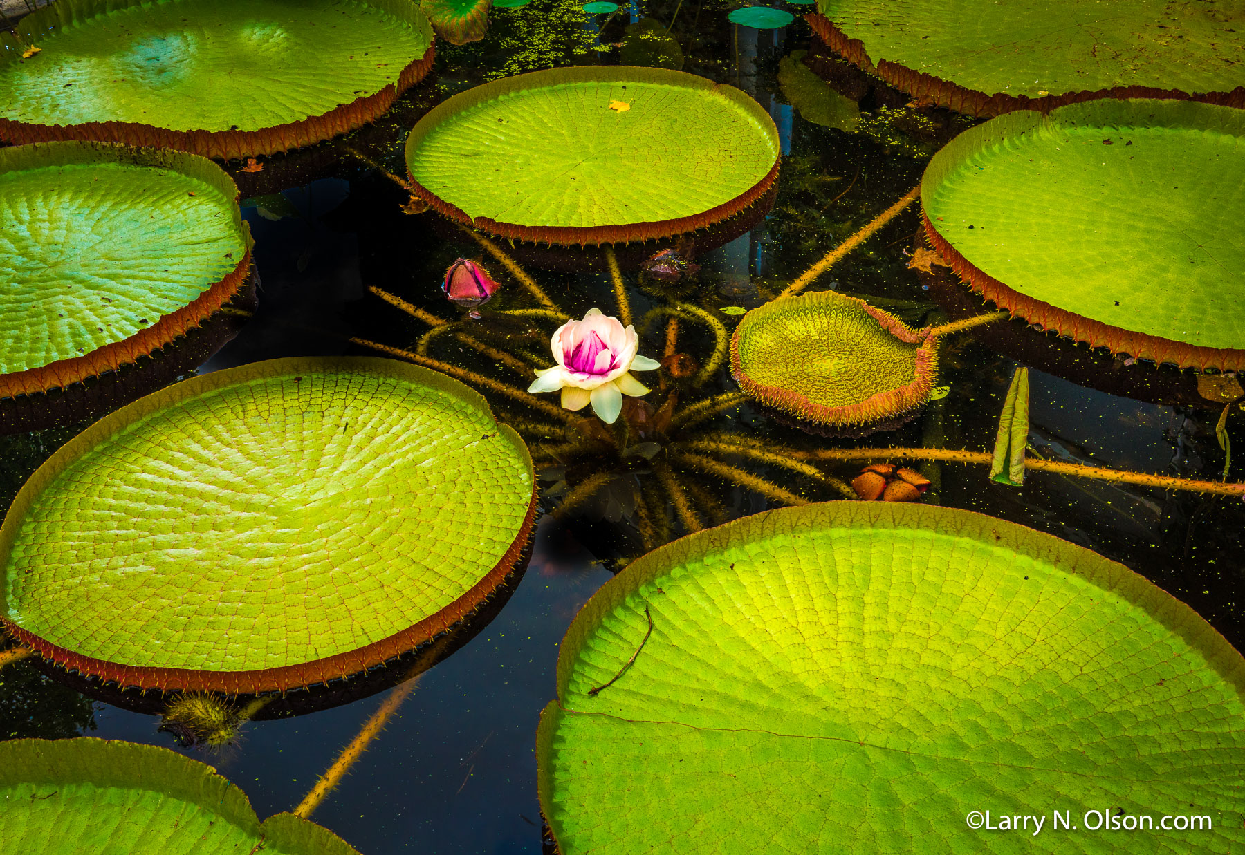 Amsterdam Botanical Gardens | 