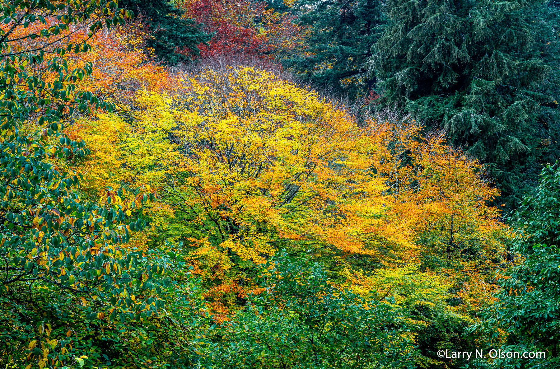 Beech, Hoyt Arboretum, Portland, Oregon | 