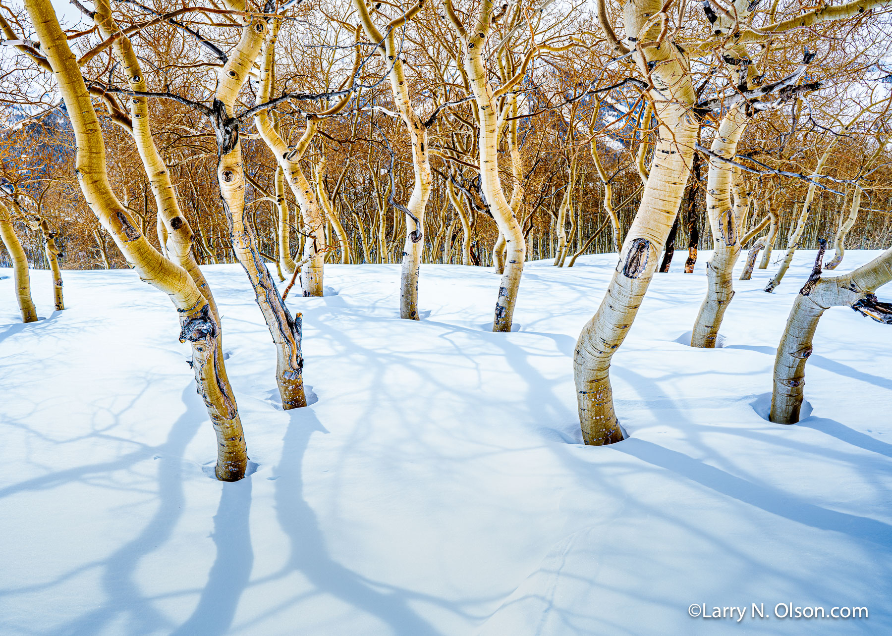 Aspen Grove, Little Water Peak, Wasatch Mountains, Utah | 