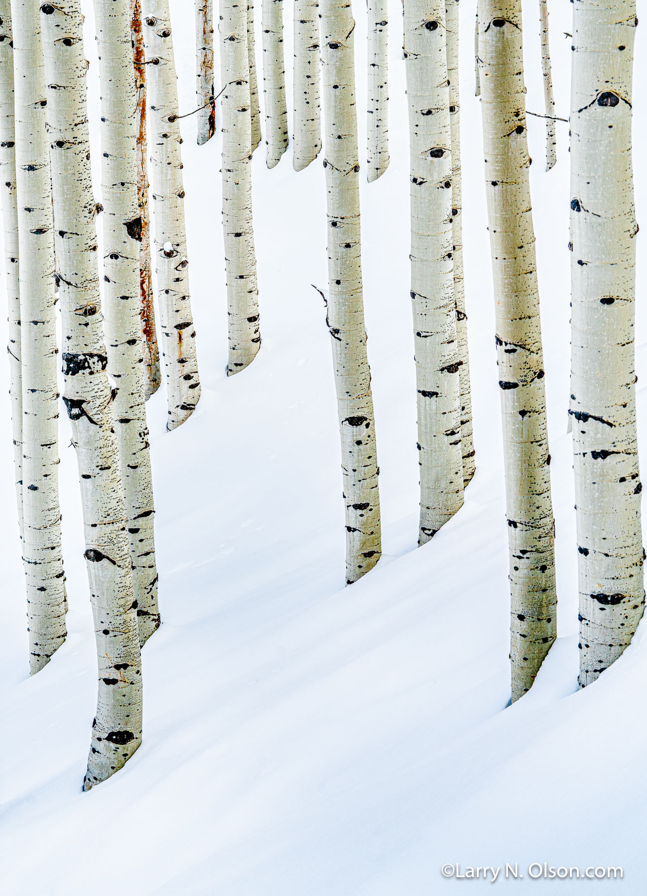 Aspen in Snow | 