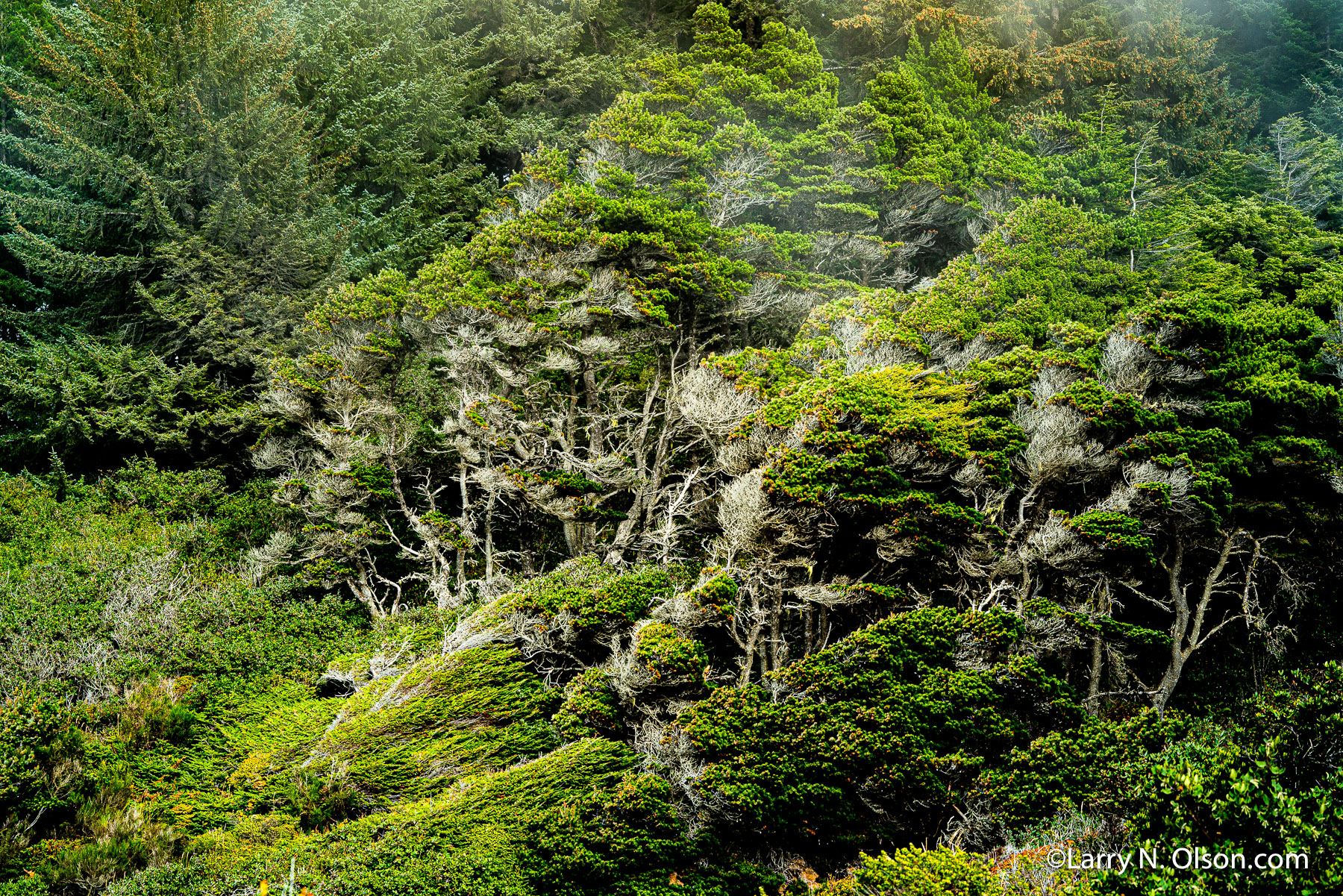 Shore Pine, Port Orford Heads State Park, Oregon | Fierce winds shape the coastal forest.