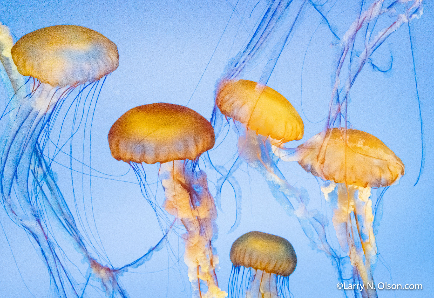 Jellyfish | 
