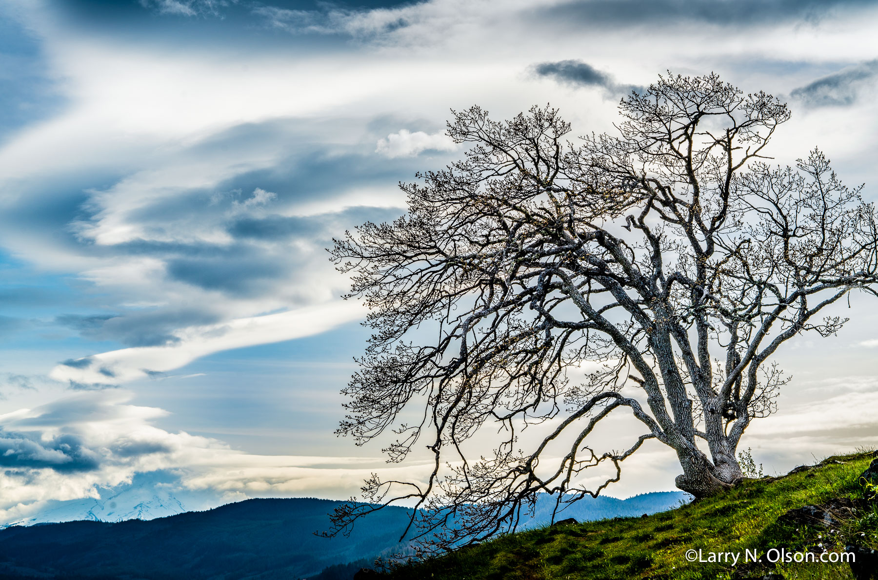 Oak, Catherine Creek Labyrinth, Columbia Hills, WA | 