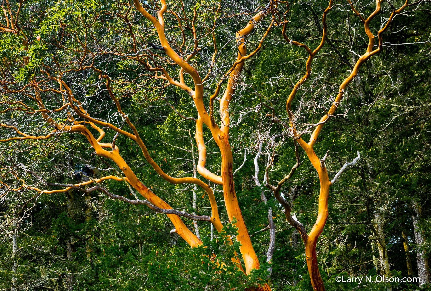 Madrone, Lopez Island, San Juan Islands, WA | 