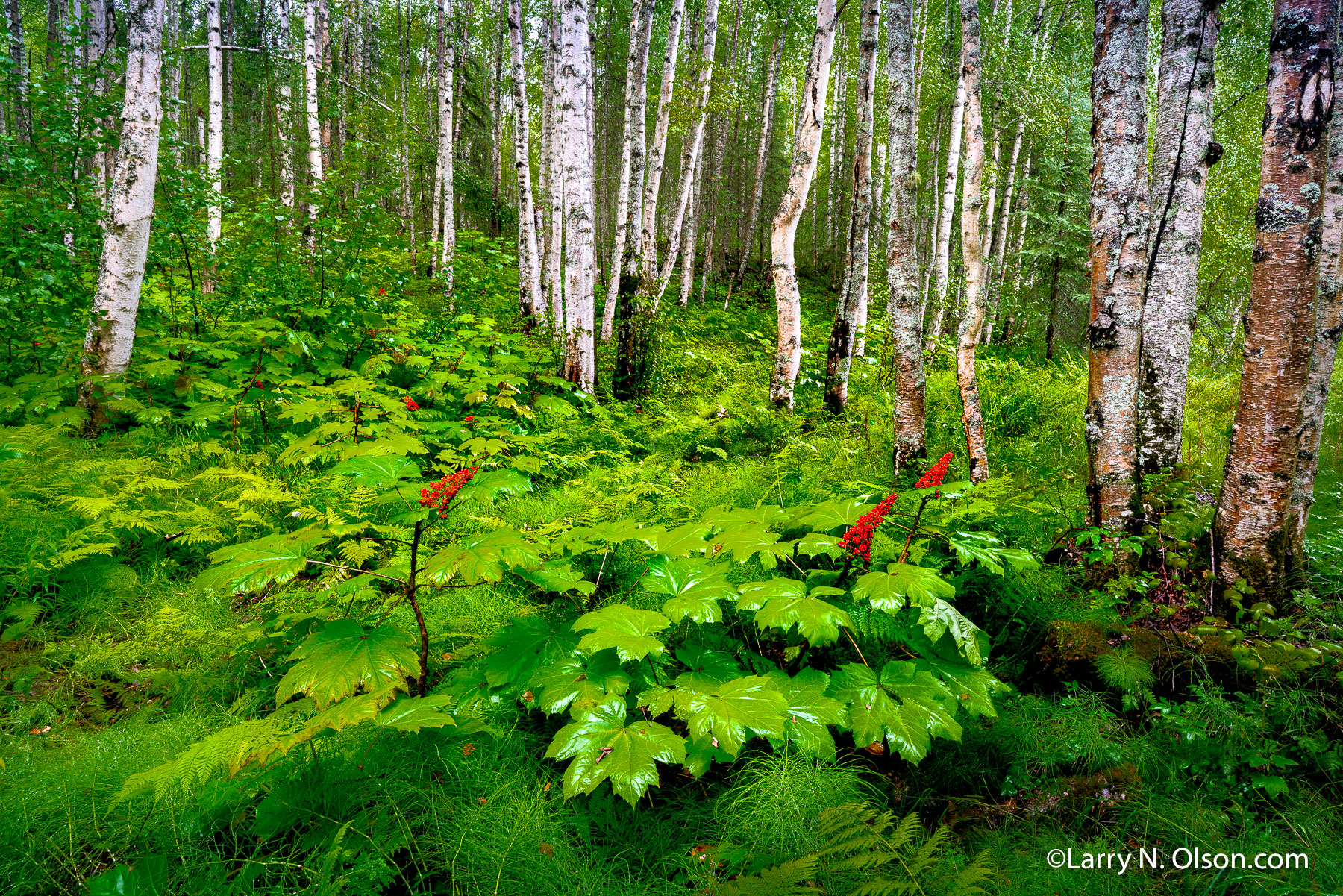 Devils Club, Birch, Nancy Lakes, Alaska | 