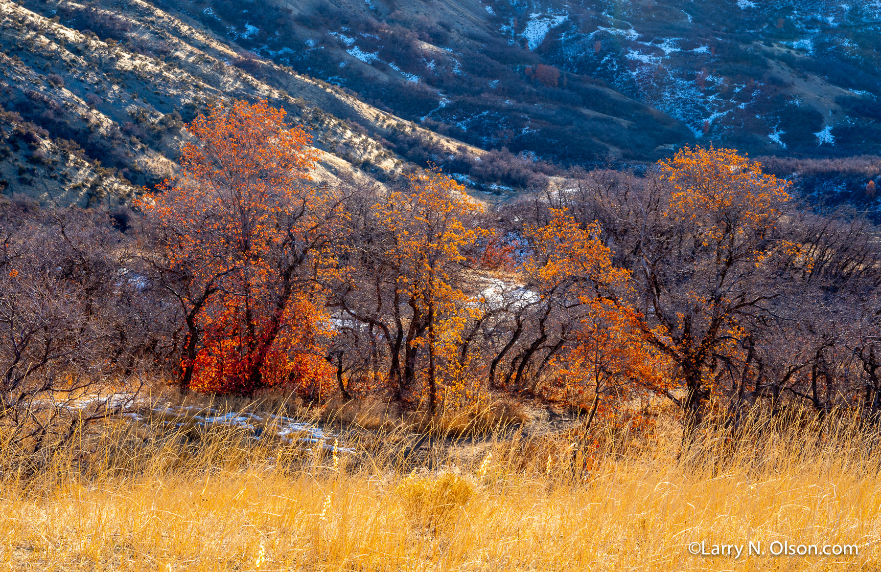 Oaks, Wasatch Mountain Foothills, Utah | 