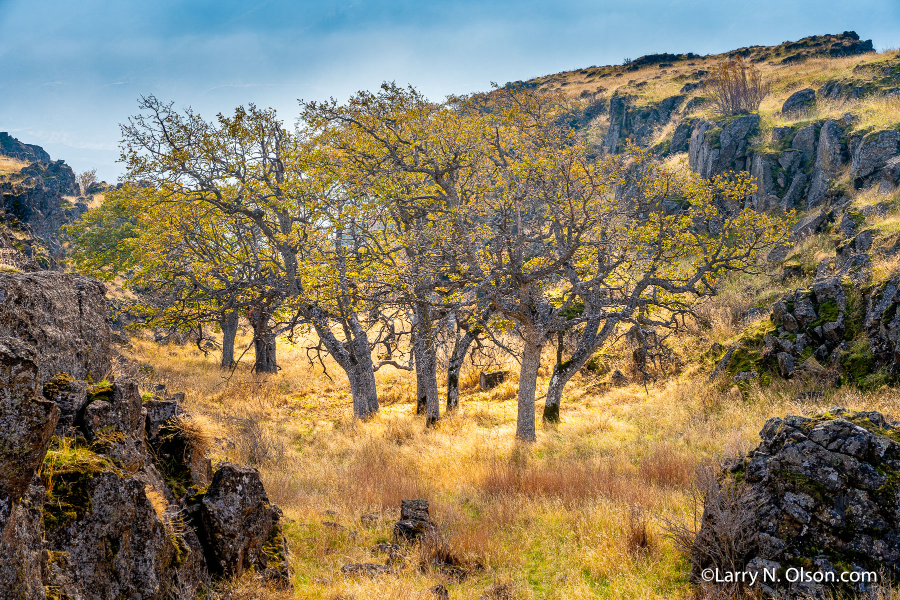 Oaks, Columbia River Gorge, Lyle, Washington | 