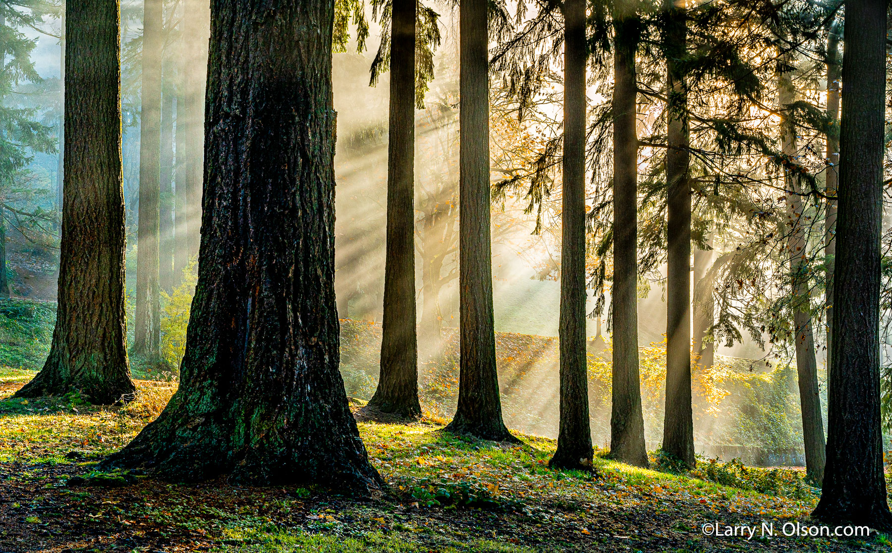 Douglas Fir and fog, Mount Tabor, Oregon | 