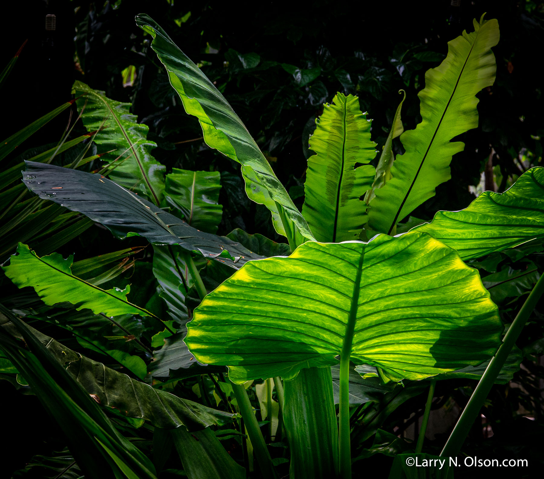 Copenhagen Botanical Garden, DK | 