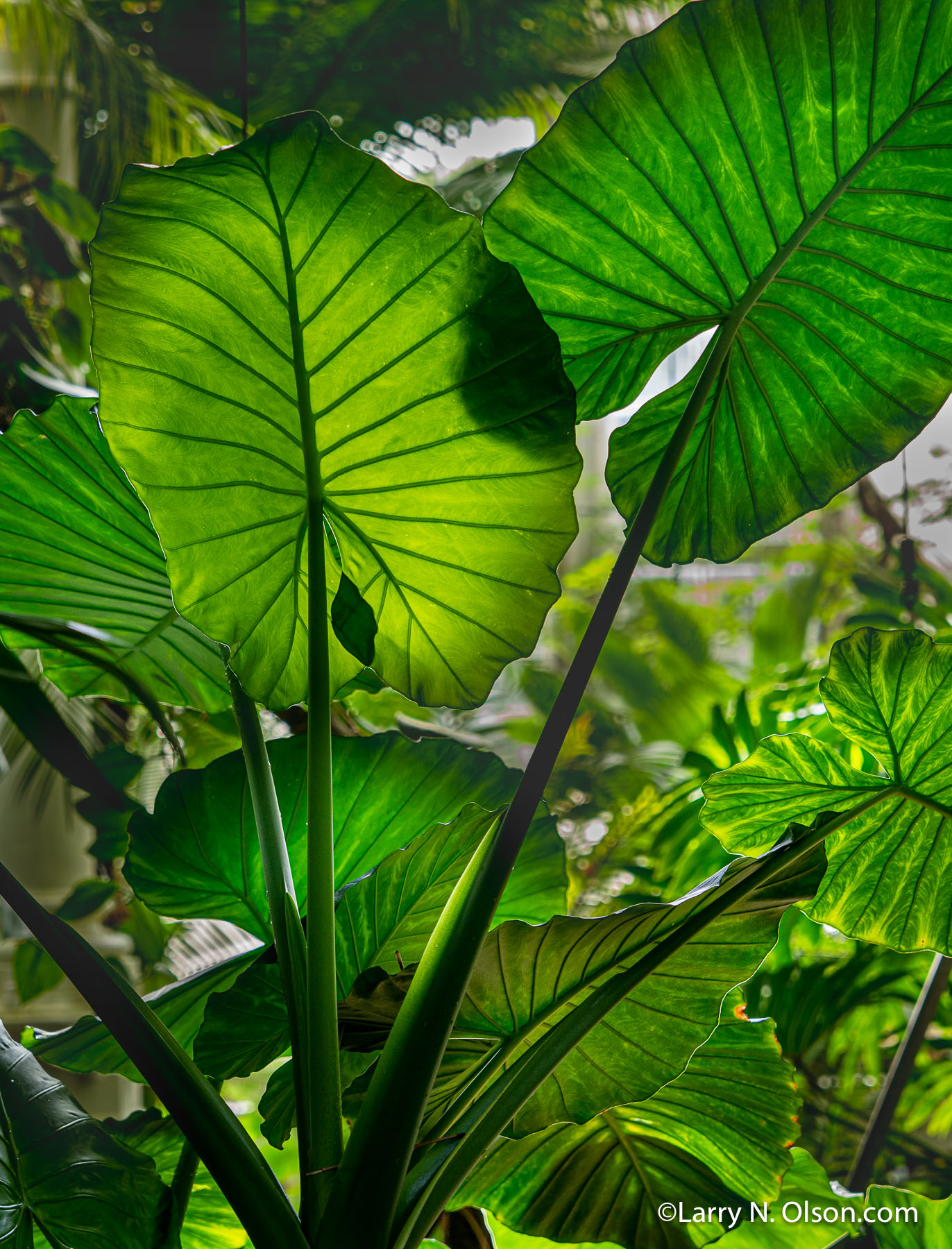 Copenhagen Botanical Garden, DK | 