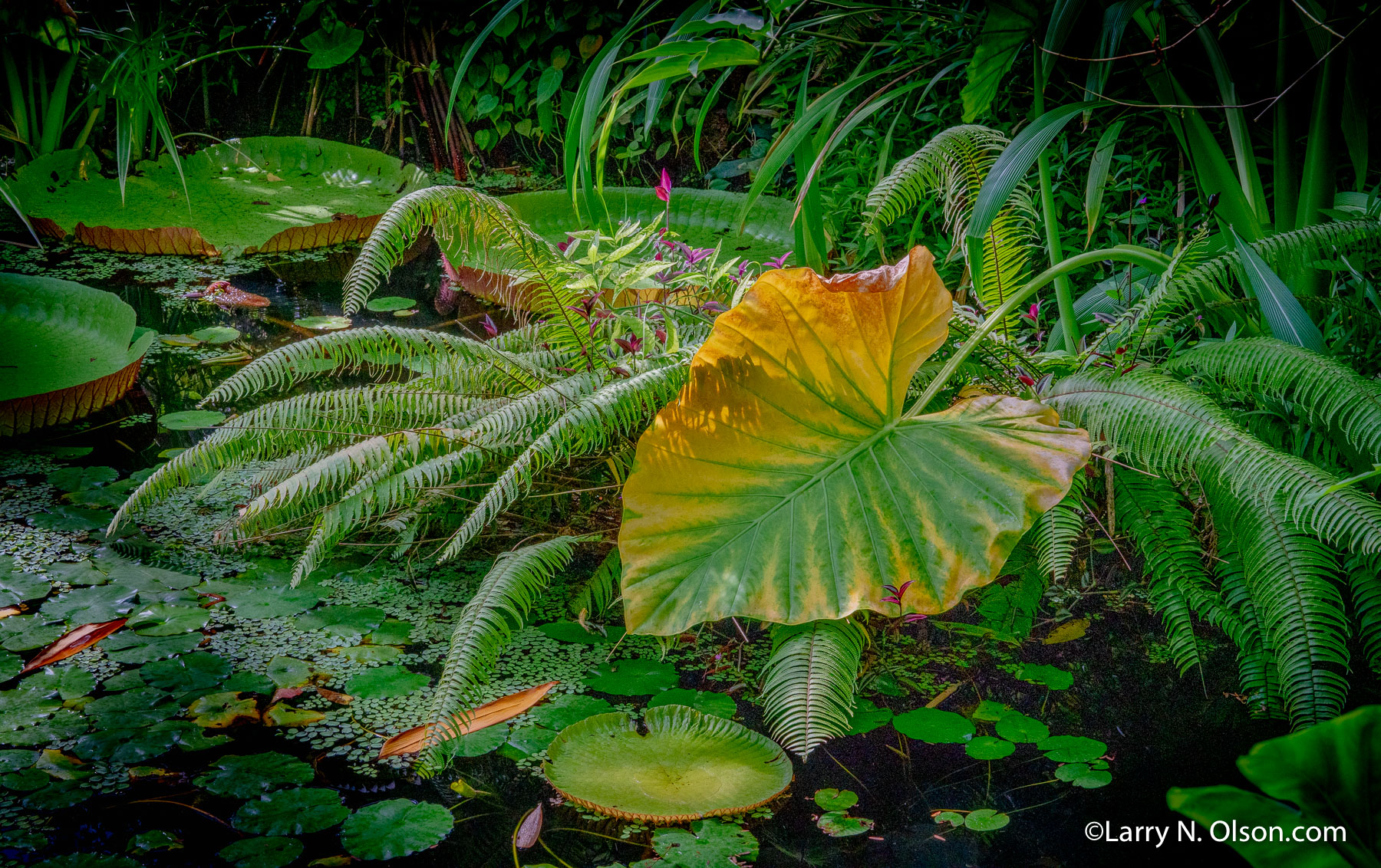 Copenhagen Botanical Garden, DK | 