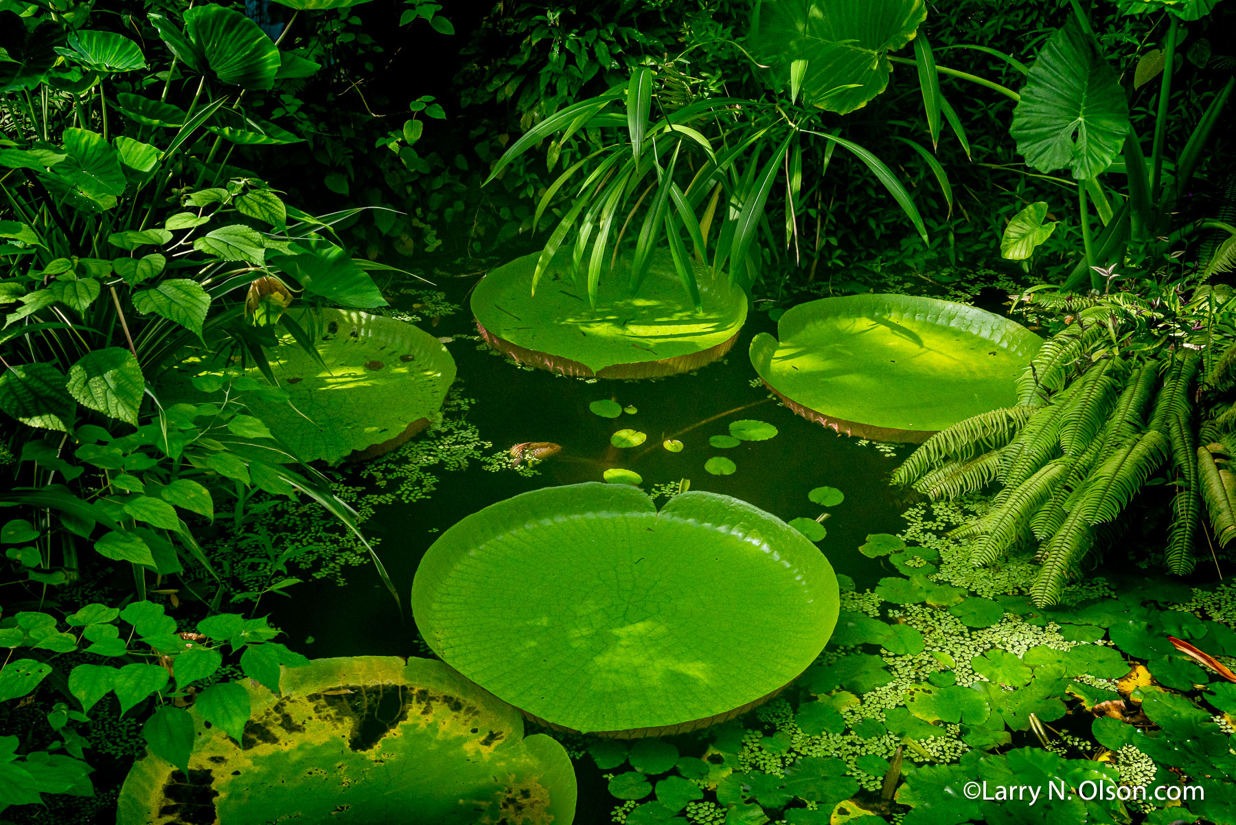 Copenhagen Botanical Garden, DK | 