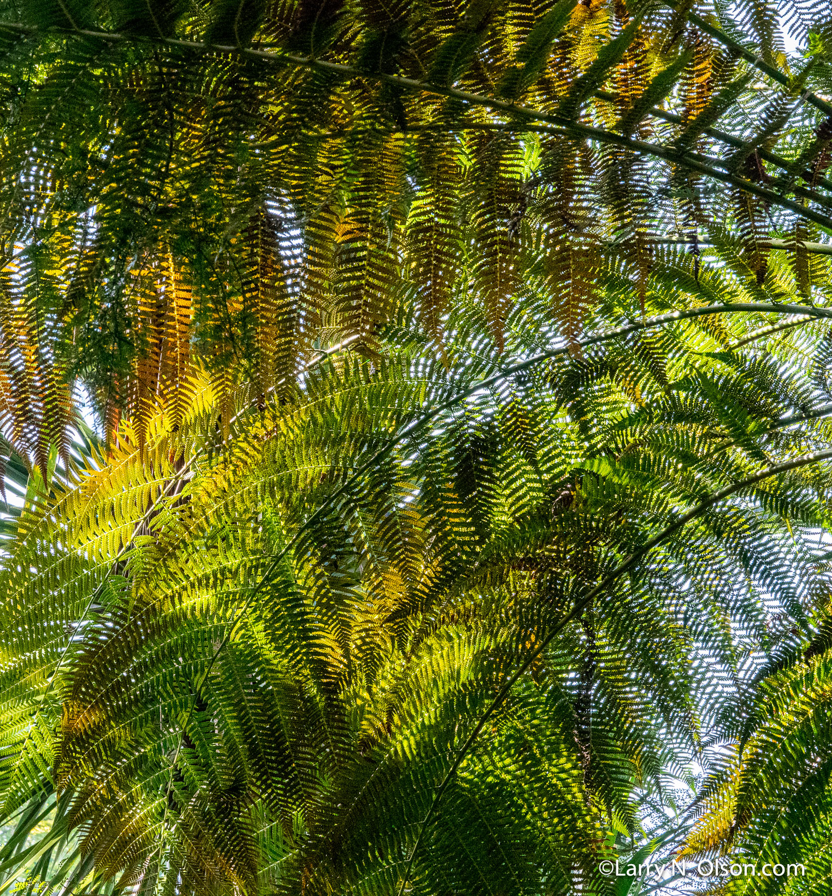 Tree Ferns, Copenhagen Botanical Garden, DK | 