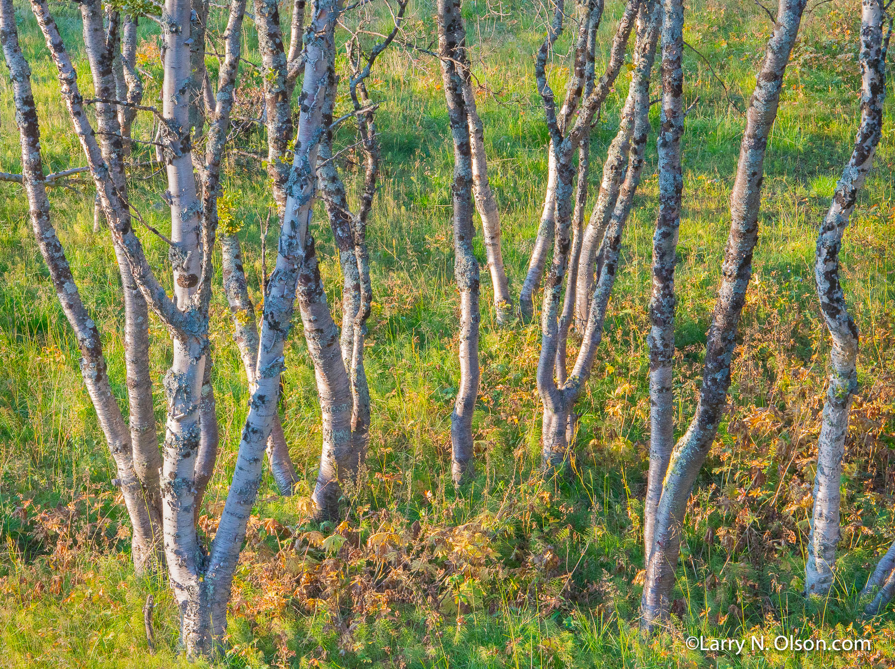 Birch, Jotunheimen National Park, Norway | 