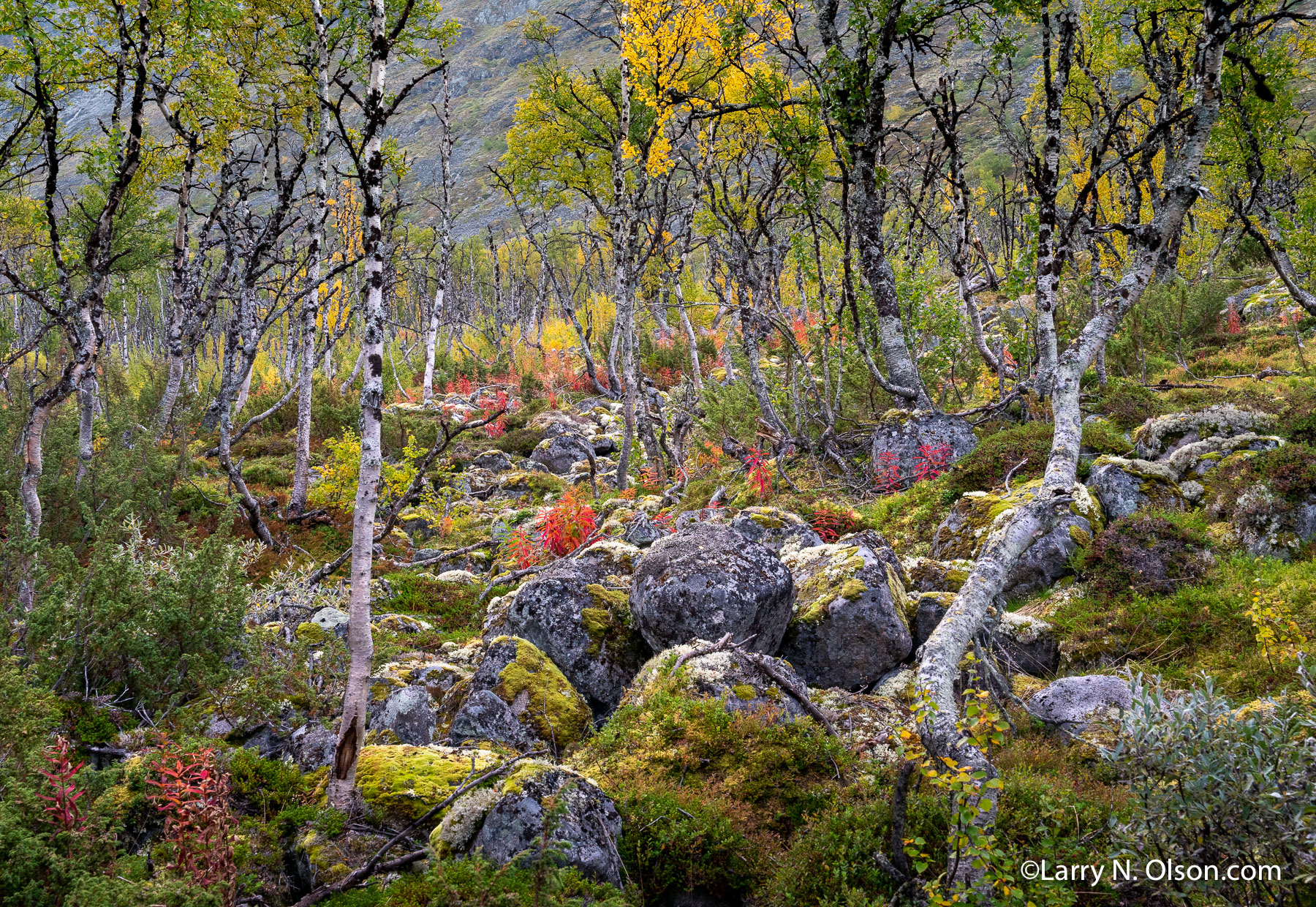 Birch, Jotunheimen National Park, Norway | 