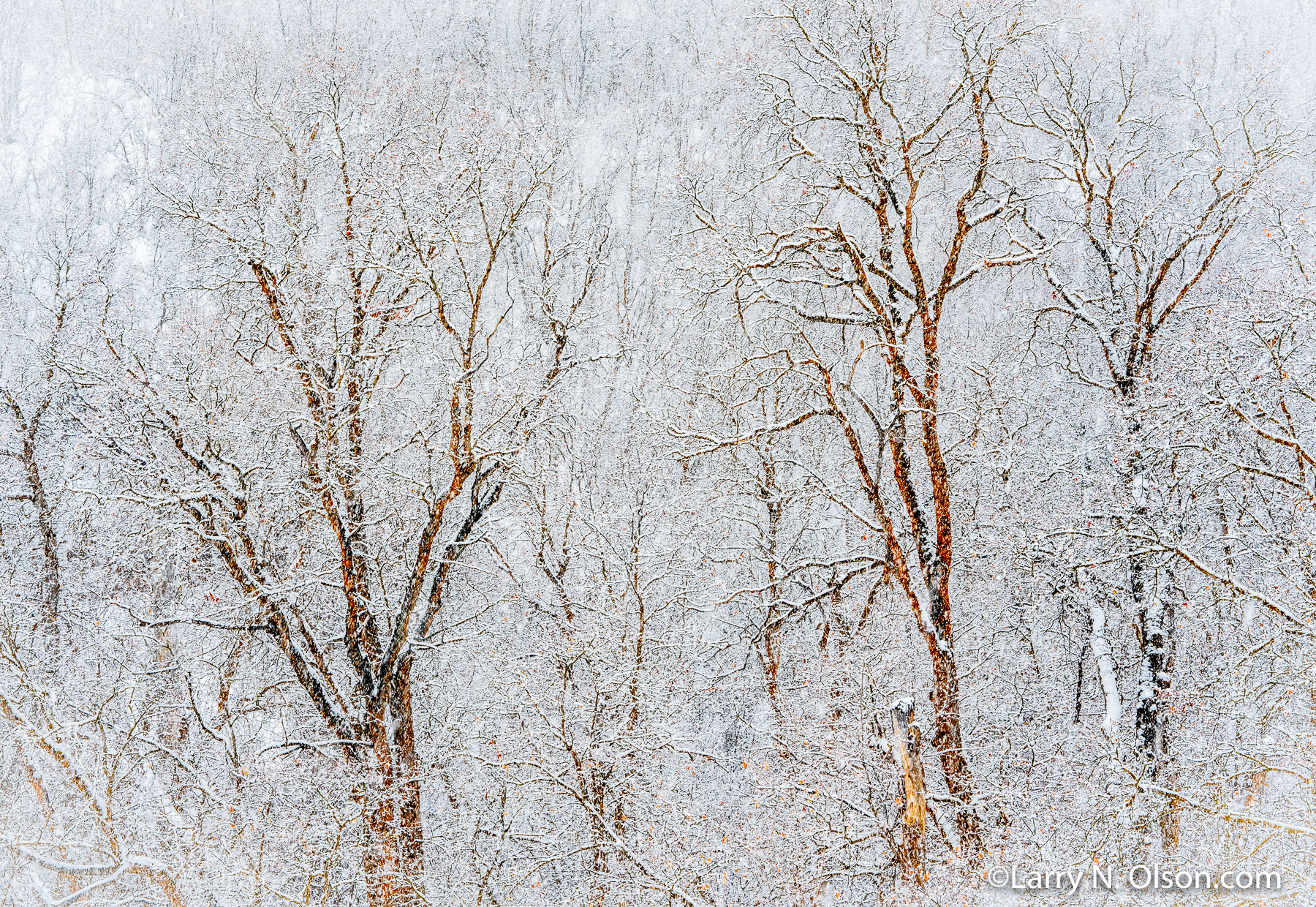 Maple trees and snow, City Creek, Salt Lake City, Utah | Maple trees and snow, City Creek, Salt Lake City, Utah