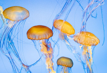 Jellyfish | 