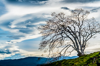 Oak, Catherine Creek Labyrinth, Columbia Hills, WA | 