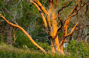 Madrone,Yellow Island, San Juan Islands, WA | 