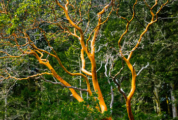 Madrone, Lopez Island, San Juan Islands, WA | 