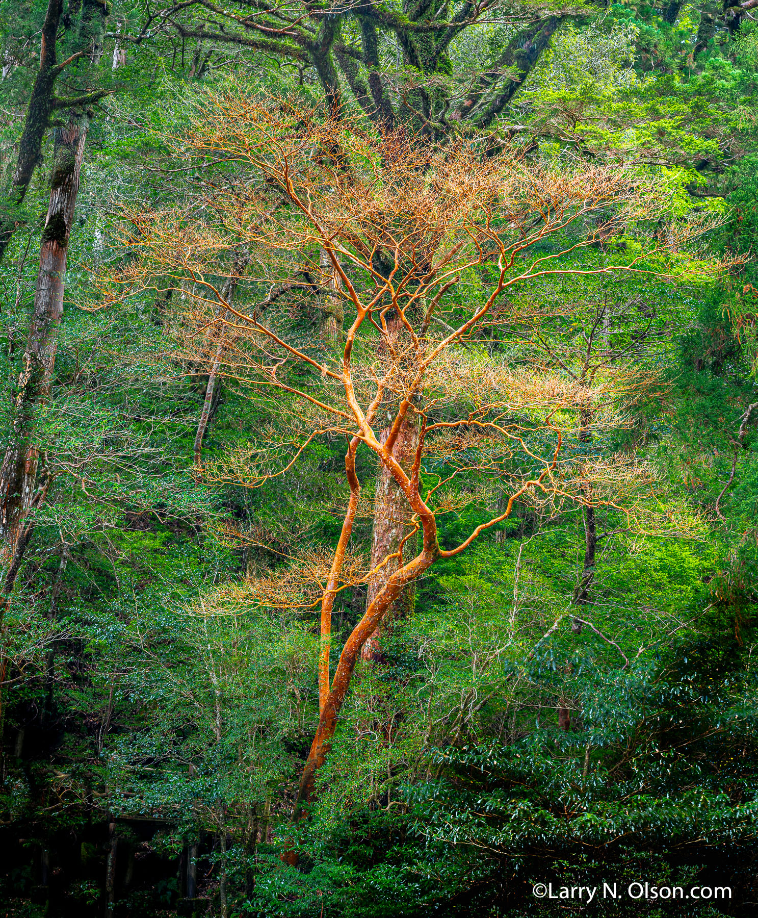 Stewartia, Yakusugi Land, Yakushima, Japan | 