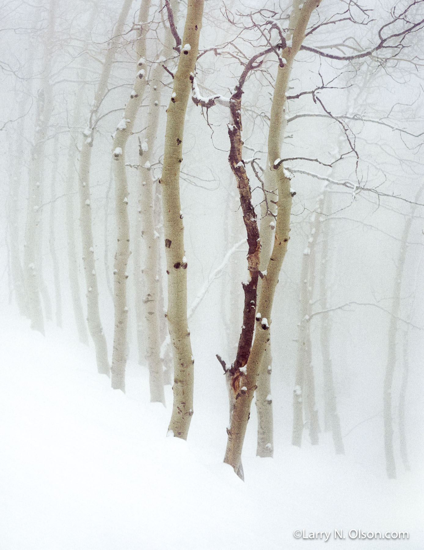 Aspen in Snow #1, Wasatch Mountains, UT, | A graceful snowy grove of Aspen is shrouded in fog.