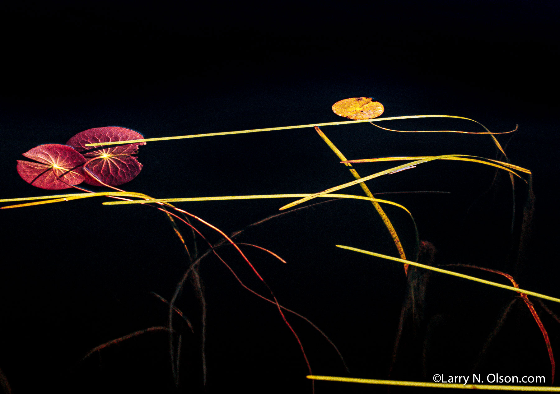 Water Lilies#1, Boundary Waters Canoe Area, MN | Lily pads and fronds are suspended in black water.