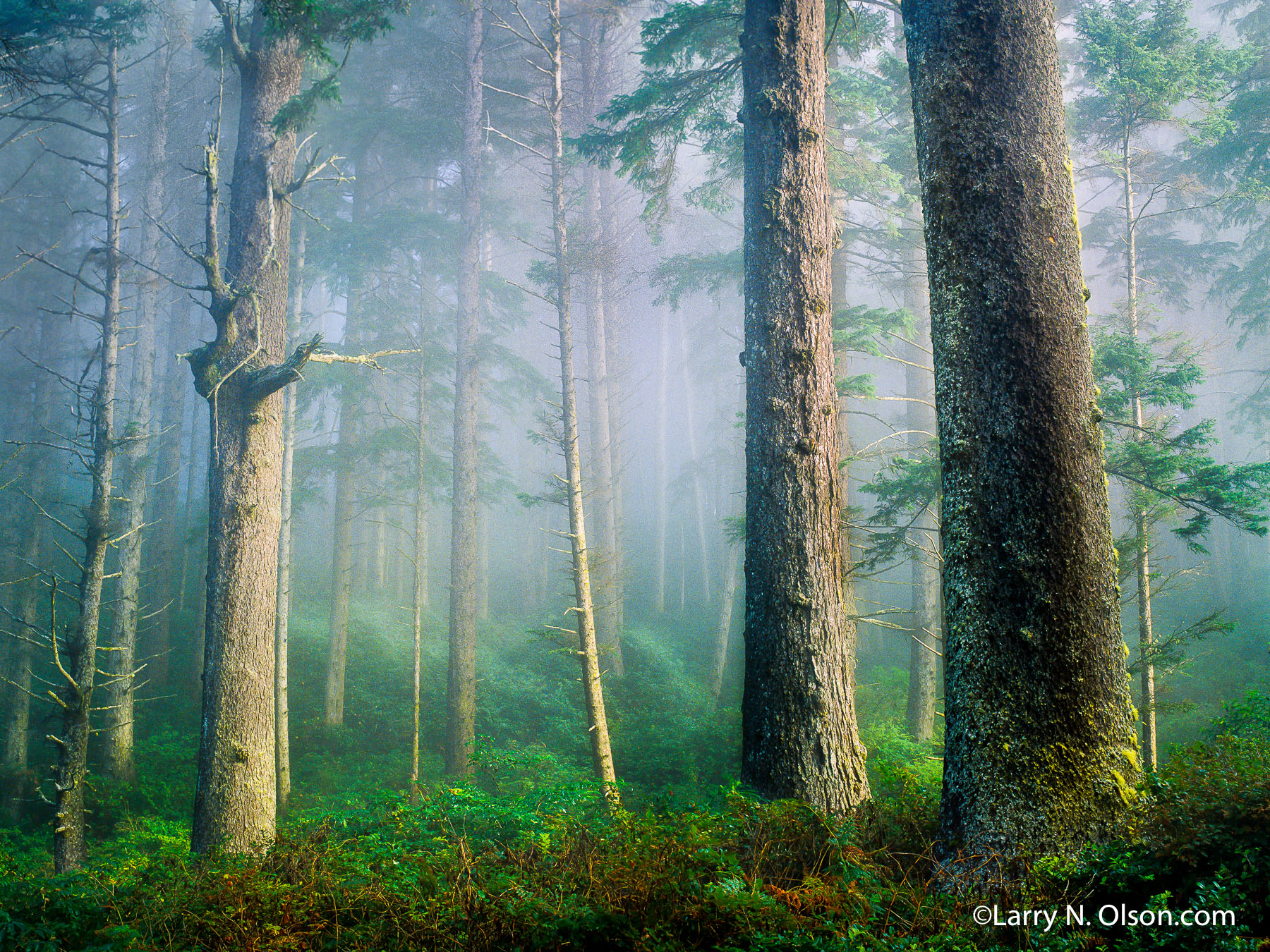 Sitka Spruce, Oswald West State Park, OR | Huge old growth Sitka Spruce tower over the understory and is softly lit  as the sun penetrates the morning mists and fog.