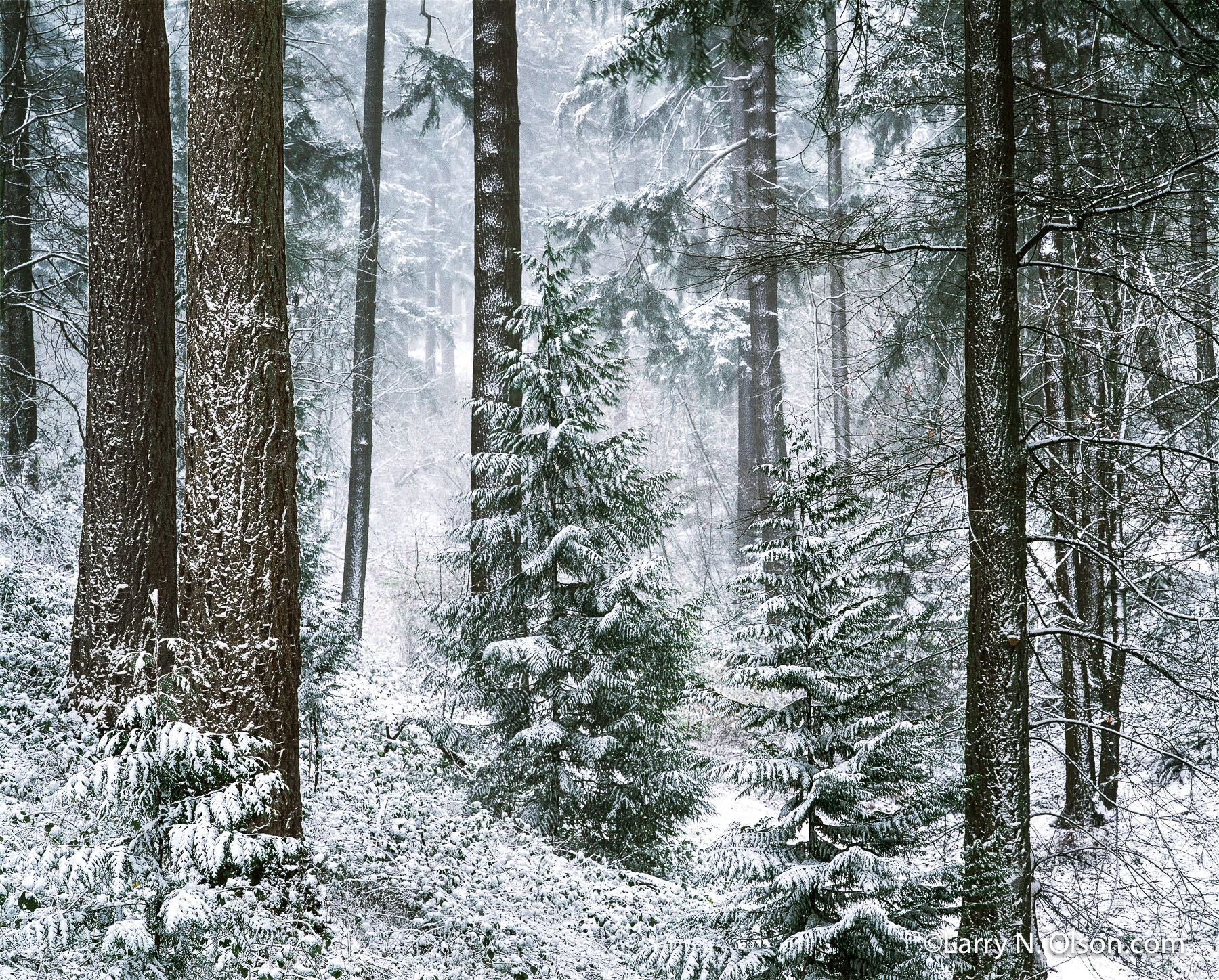 Douglas Fir  and Snow, Mount Tabor, Portland, OR | A wind driven snow lies in the furrowed bark of Douglas Fir trees in December.