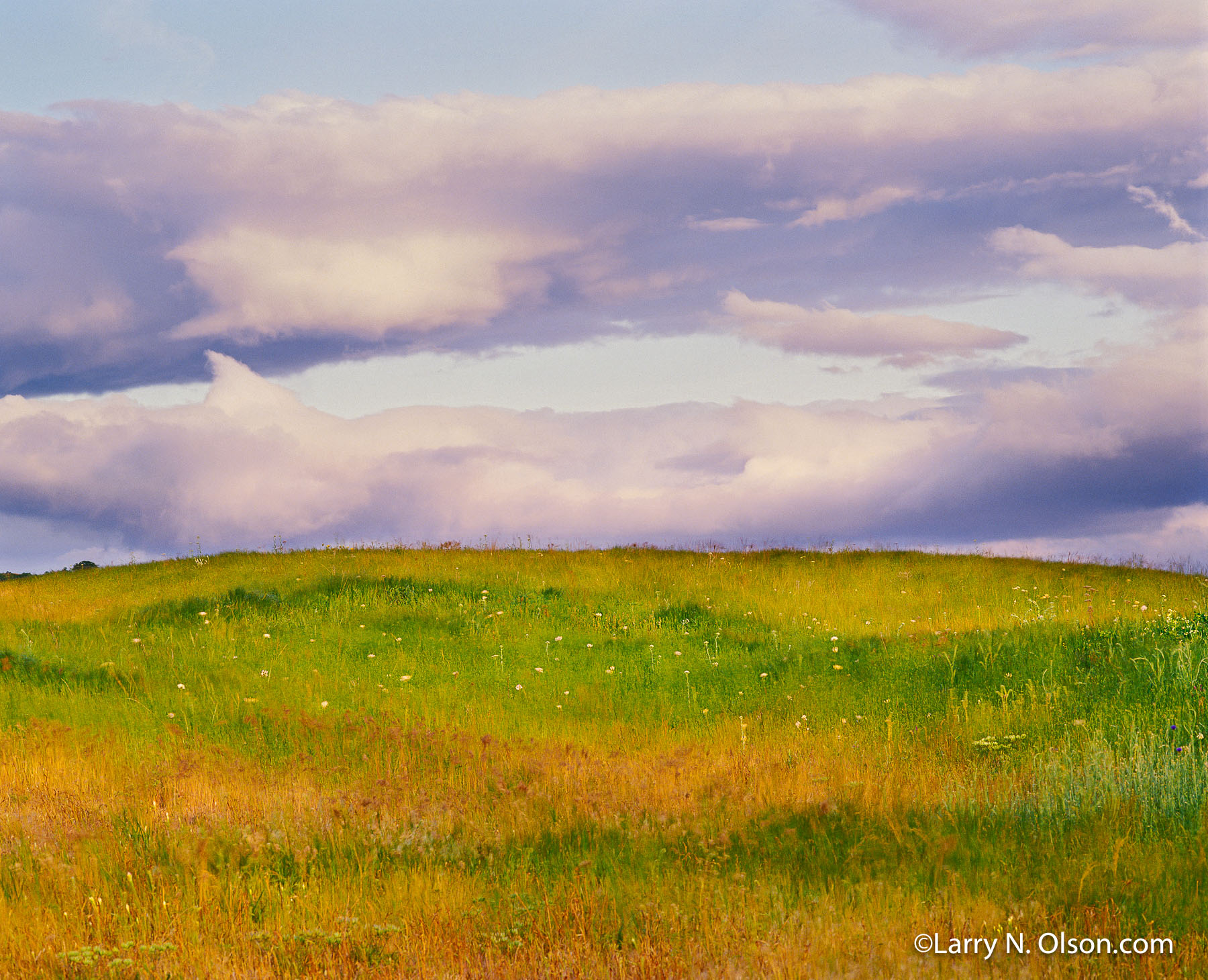 Rowena Plateau, Columbia River Gorge, OR | Pre-dawn light softens the grassy meadows of mid summer and shows motion from the breeze.