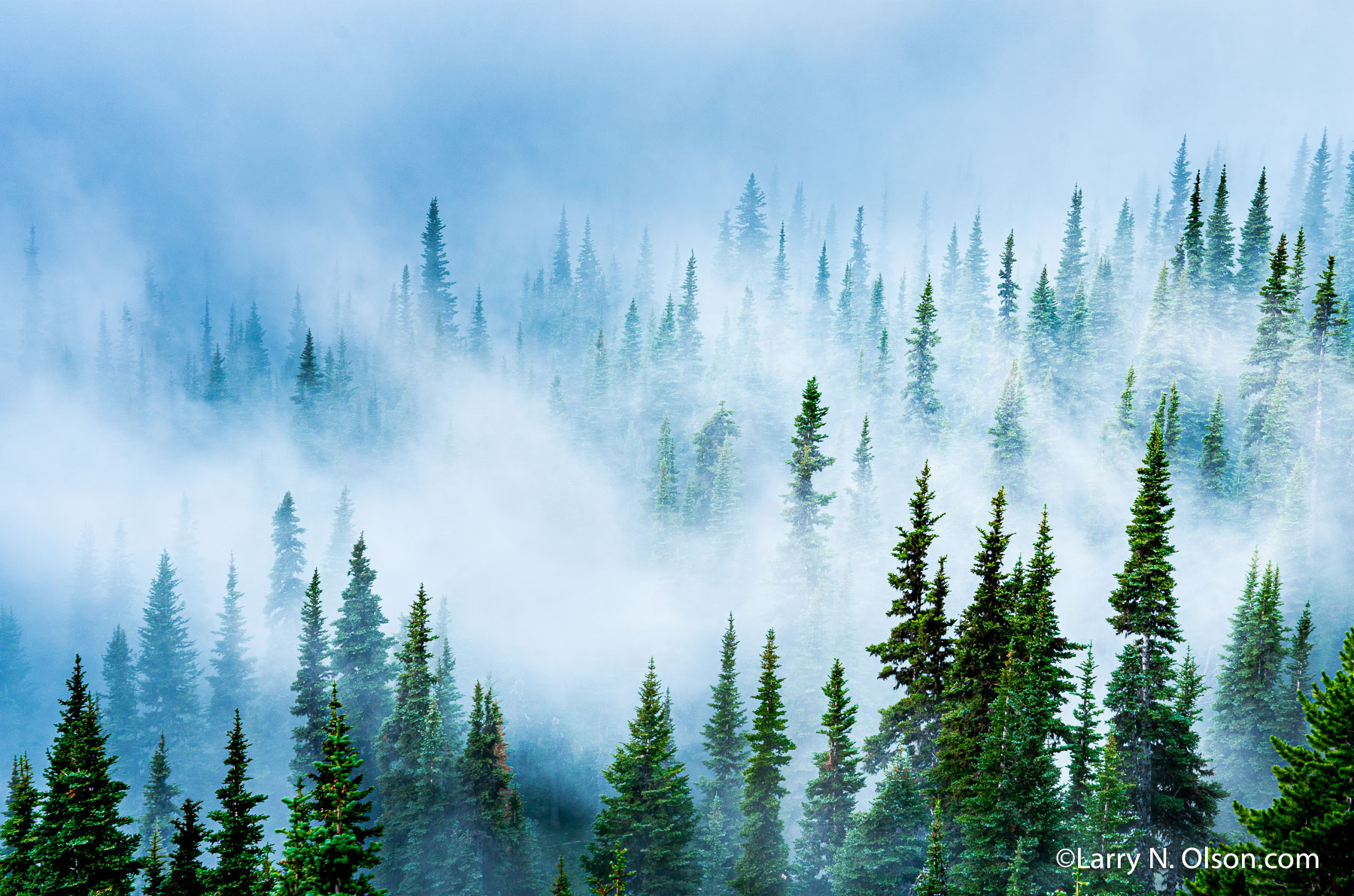 Ground Fog, Sub Alpine Fir, Mount Rainier National Park, WA | 