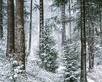 Douglas Fir  and Snow, Mount Tabor, Portland, OR | A wind driven snow lies in the furrowed bark of Douglas Fir trees in December.