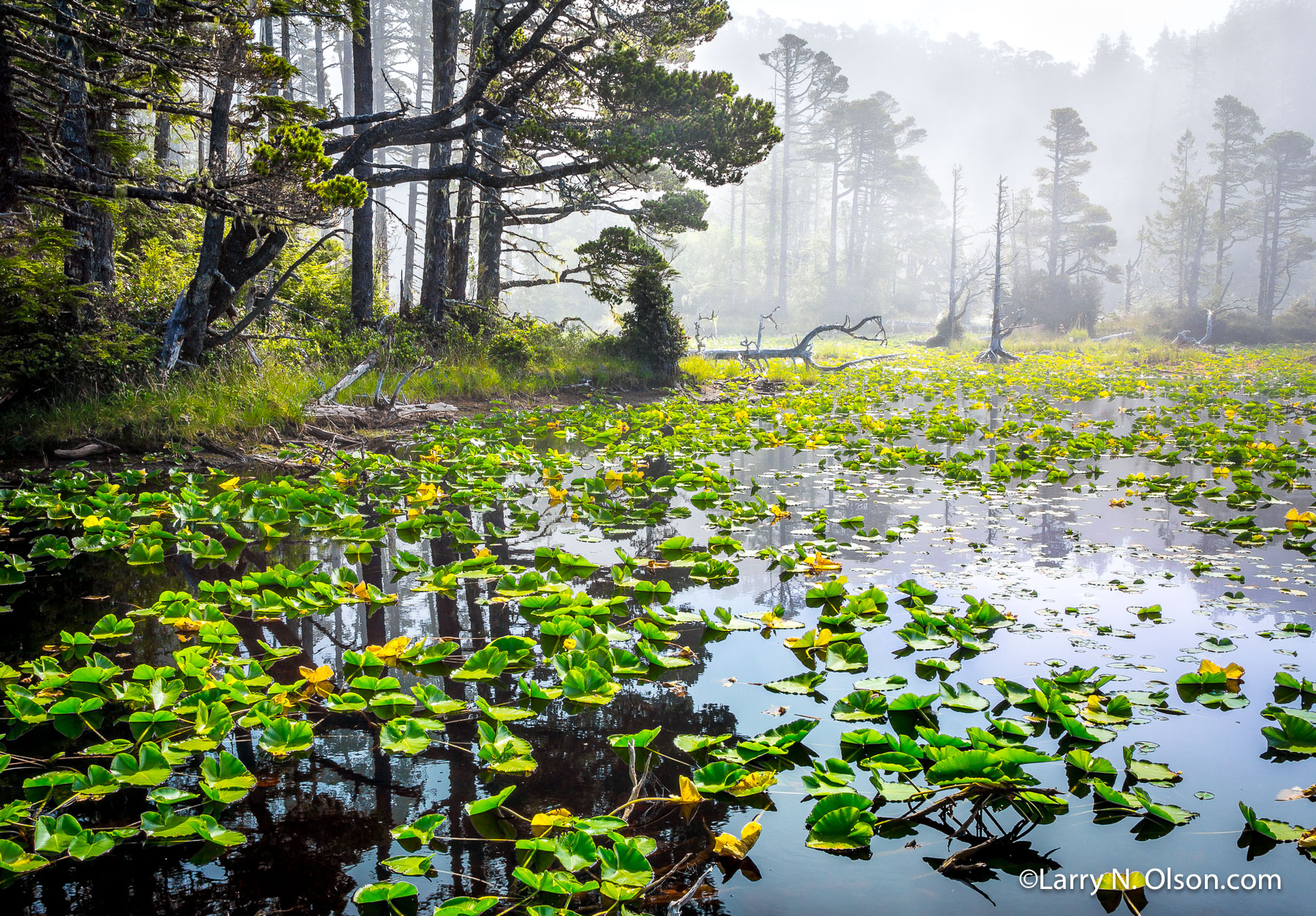 Hakai Luxvbalis Conservancy Area, BC. | A light fog dissapates over a wetlands with waterlilies in Hakai Luxvbalis Conservancy Area, BC.