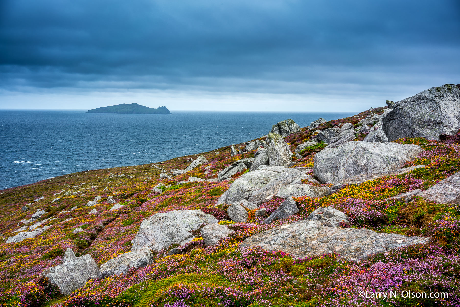 Heather, Dingle Penninsula, Ireland | 