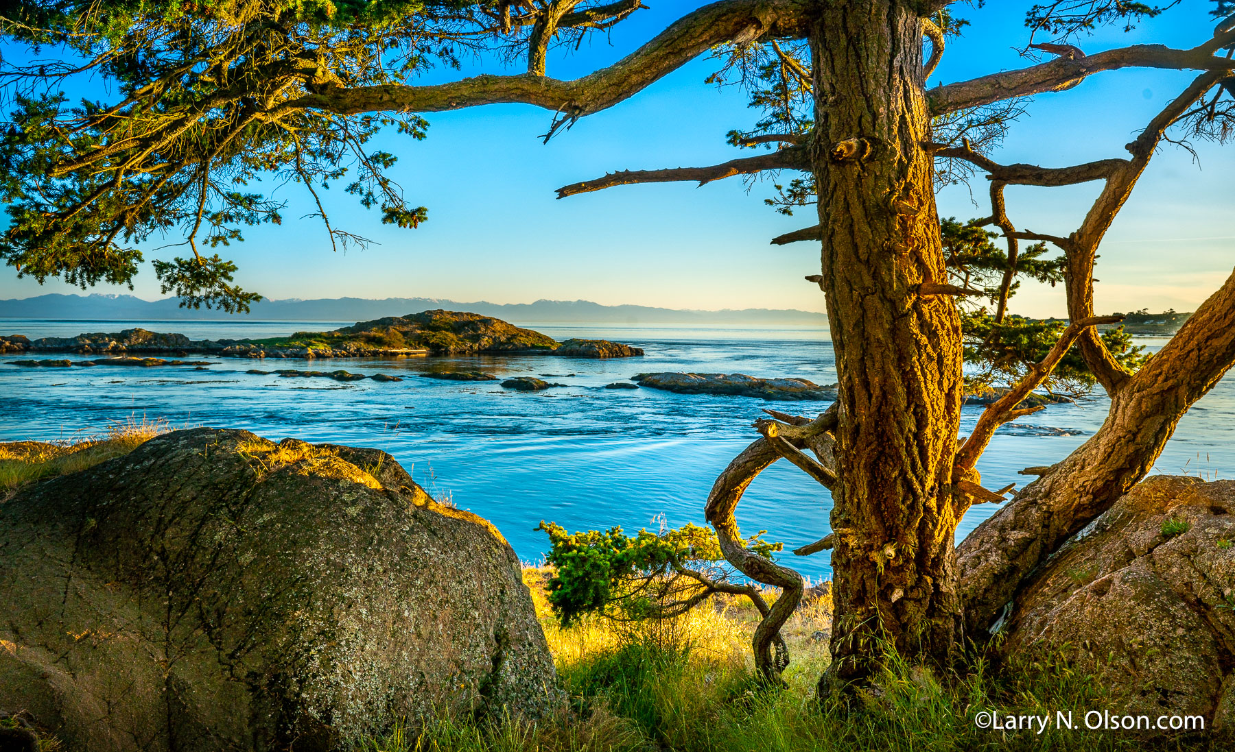 Douglas Fir, Shark Reef, Lopez Island, San Juan Islands, WA | 