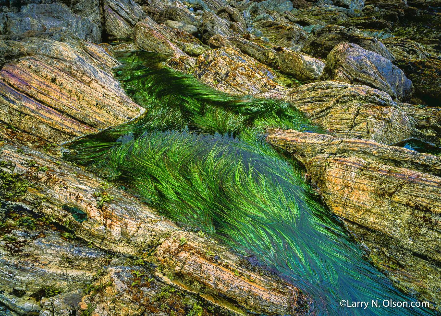 Tide Pool, Koya Point, Haida Gwaii, BC | The verdant green eel grass in a British Columbia , Pacific Ocean tide pool.