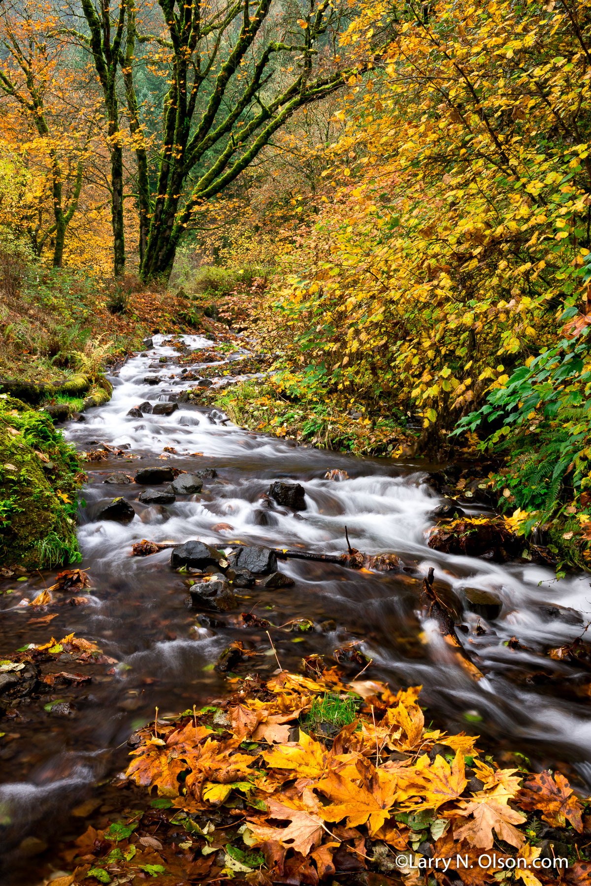 Wahkeena Creek, Columbia River Gorge, OR | 