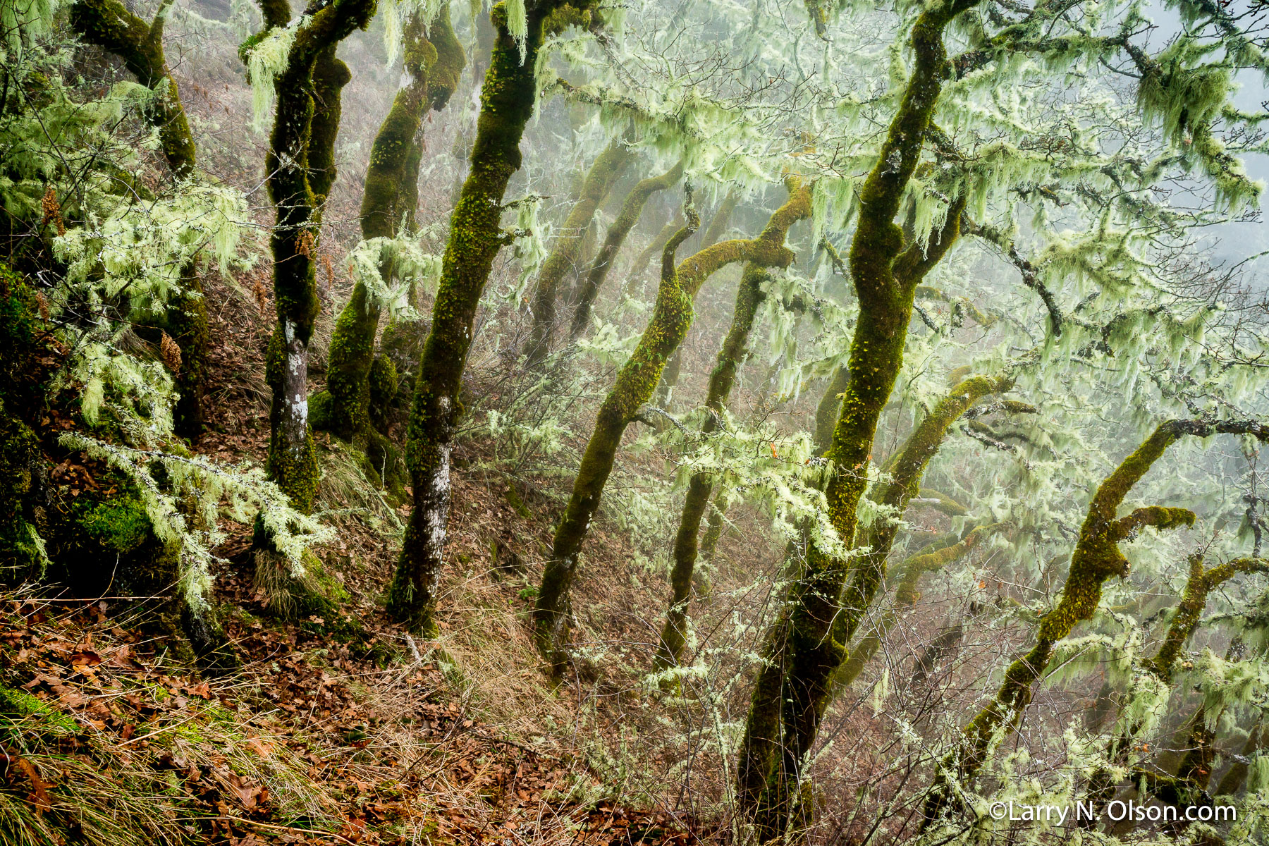 Oak Grove, Eagle Creek, Columbia Gorge, OR | A grove of standing oaks are covered in lichen and silhouetted in the fog.