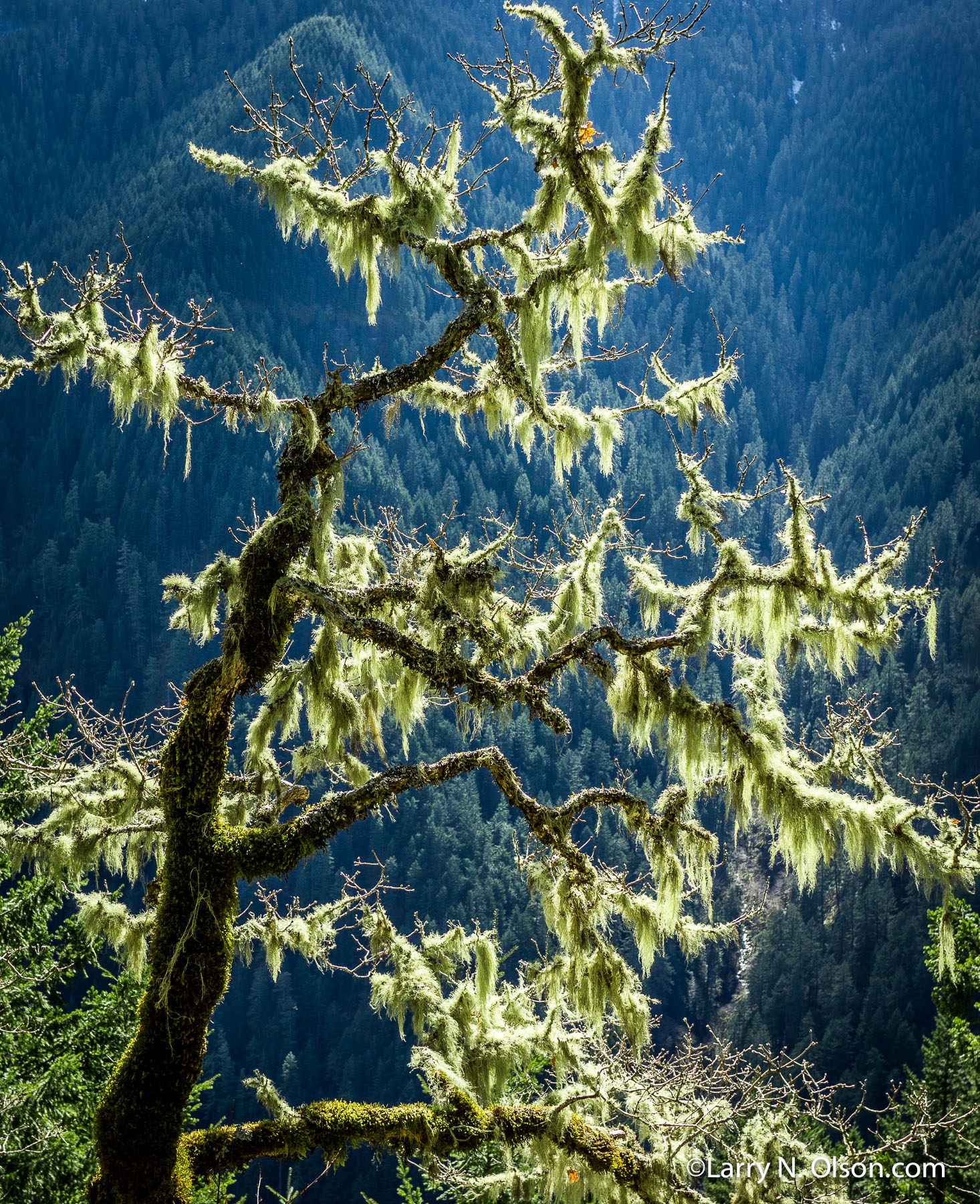 Big leaf Maple, Eagle Creek, Columbia River Gorge, OR | Lichen covered Big leaf Maple is barren of leaves ion this clear winter day.