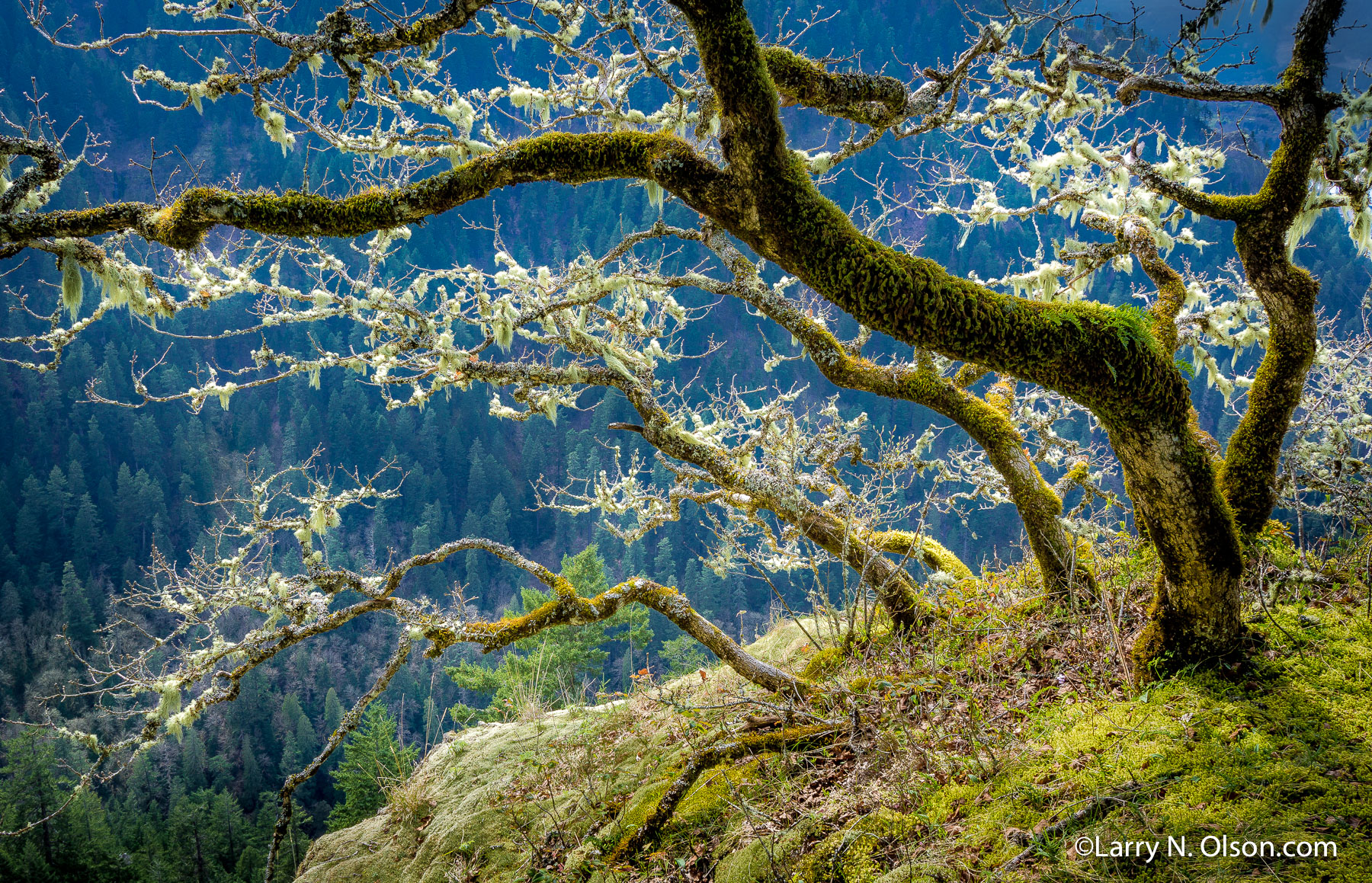 Oak Grove, Eagle Creek, OR | 