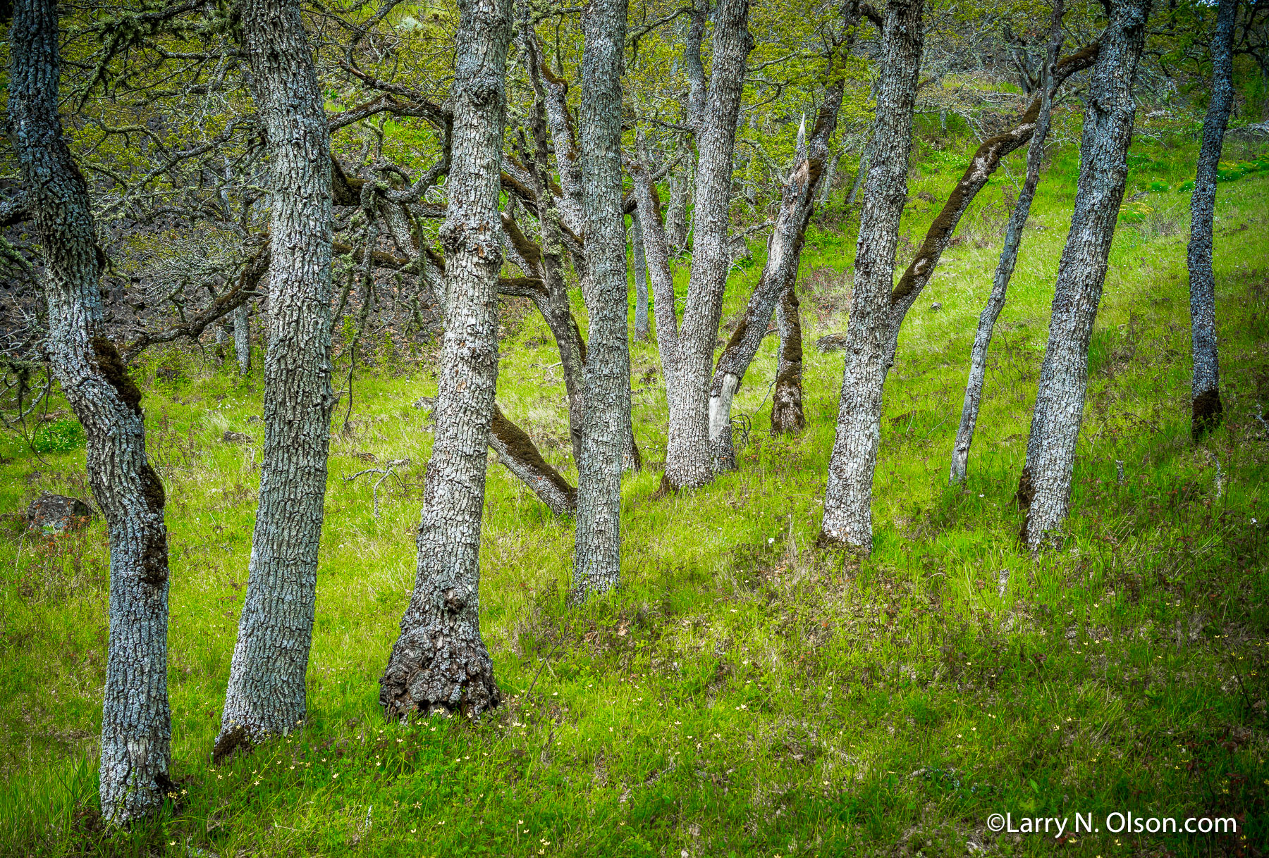 Oak Grove, Catherine Creek, WA | 