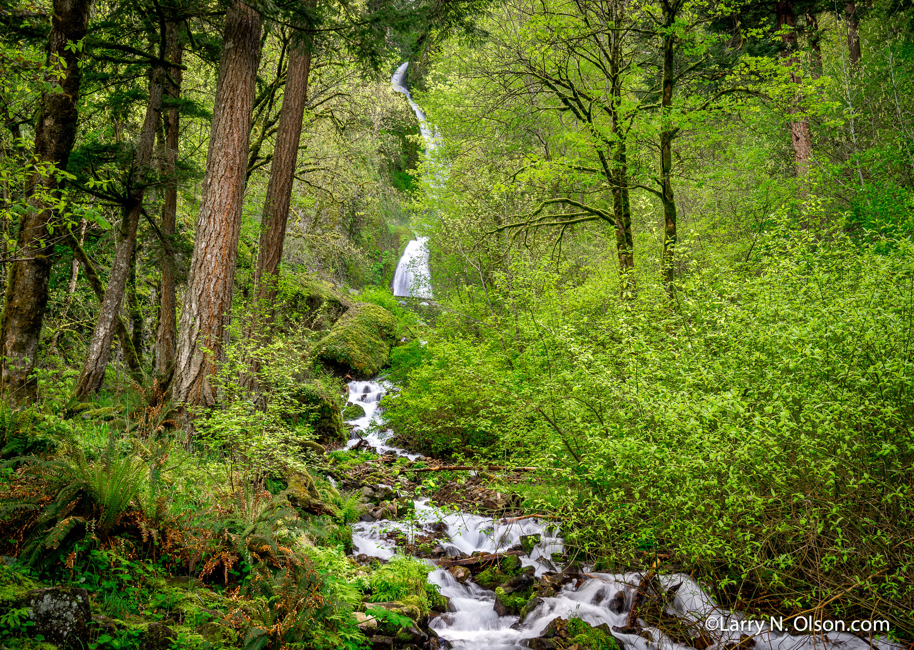 Waukeena creek, OR | The Columbia River Gorge is aglow with the bright green growth of spring.