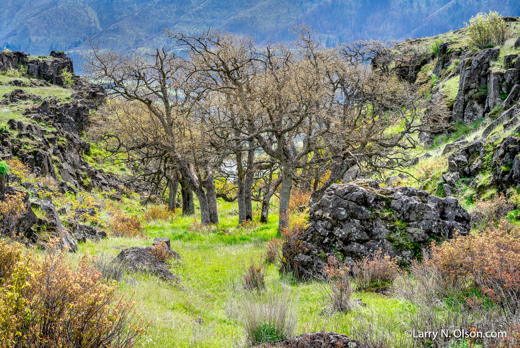 Oaks, Columbia Hills, Columbia River Gorge,WA | 