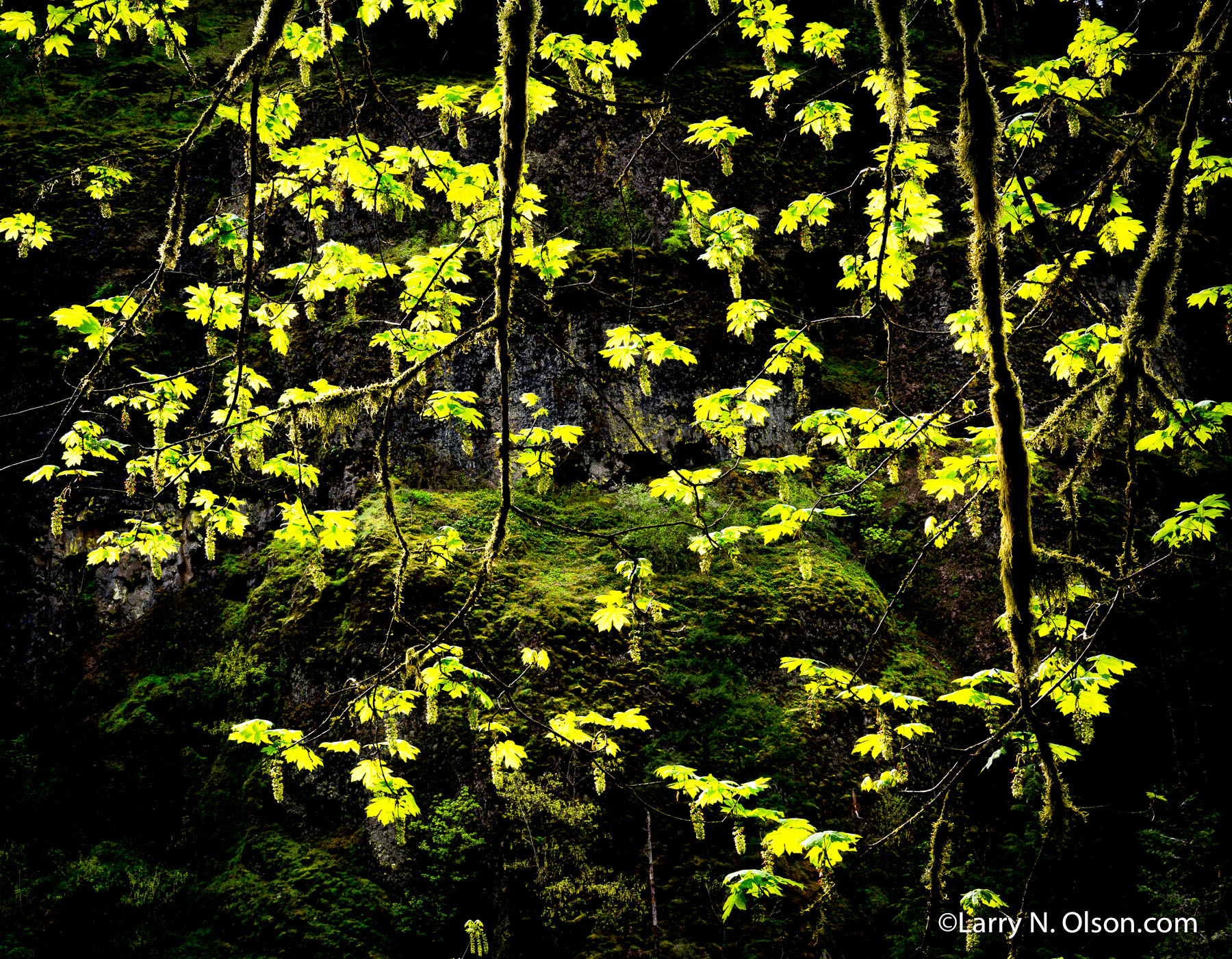 Big Leaf Maple, Columbia River Gorge, Oregon | 